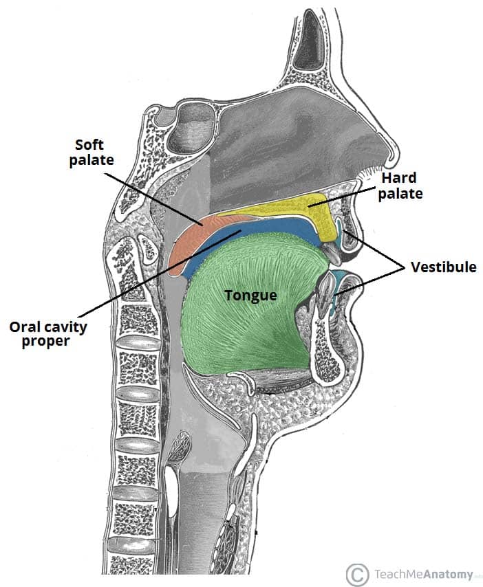 ORAL CAVITY